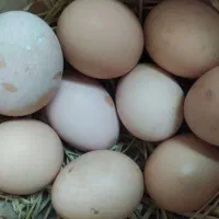 تخم مرغ و تخم اردک محلی و آب نارنج محلی