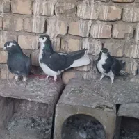 دمگیر دولا|پرنده|خمینی‌شهر, |دیوار