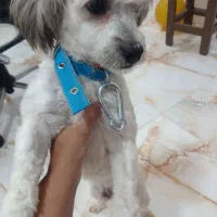 سگ (پت) نر و ماده شیتزو تریرواگذاری هم تکی هم باهم