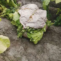 کارگر برا پرتغال چینی