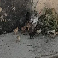 مرغ وجوجهاش