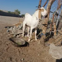 نری زیر یکسال نژادار سرحال