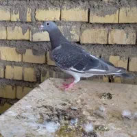 جفت جان اردن خلص در سوسنگرد