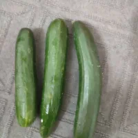 خیار گلخانه ای