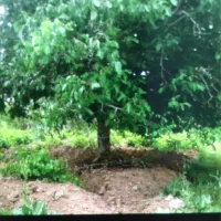 باغ روستای سرسختی