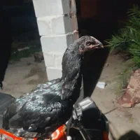 مرغ|حیوانات مزرعه|میناب, |دیوار