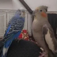 یک عدد گمشده عروس هلندی داریم