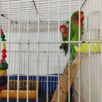 کوتوله برزیلی سخن گو