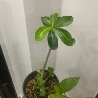 گل خاص گل بنسای ادنیوم|گل و گیاه طبیعی|رشت, فلسطین|دیوار