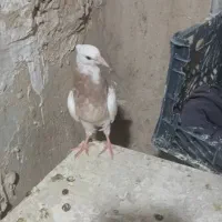 کبوتر|پرنده|مسجد سلیمان, |دیوار