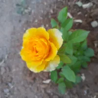 خانه ویلایی ۶۰۰متر با ۲باب مغازه بزرگ