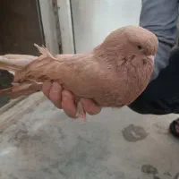 یک جفت نرو ماده