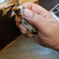 سهره سرسیاه و دورگ سرسیاه نرو وماده