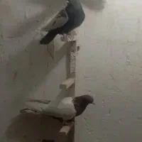 کفتر
