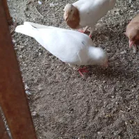 کبوتر پلاکی توضیحات رو بخونید