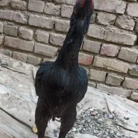 سلام دوستان دوتا ماده مرغ فروشی|حیوانات مزرعه|ایرانشهر, |دیوار