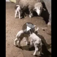 بره قوچی ایل دو فرانس