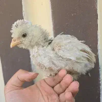 ۶ تا جوجه سلطان