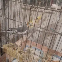 عروس طوطی مولد|پرنده|میاندوآب, |دیوار