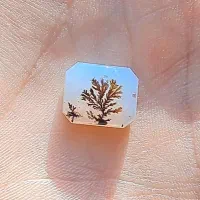 چهار عدد سنگ شجر قائنات|جواهرات|قم, علی آباد|دیوار