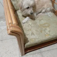 یک عددسگ شیتزوپاکوتاه دست آموزبانمک وشیطون|سگ|خمین, |دیوار