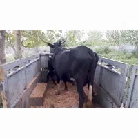 فروش گاو ۴ ماه شکم سرشاخ بلند ۱۳۰ کیلو گاو درشت|حیوانات مزرعه|تنکابن, |دیوار