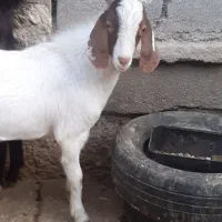 بز نر ( تروشت)