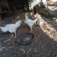 مرغ و خروس لاری|حیوانات مزرعه|آبیک, |دیوار