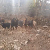 فروش بز با بزغاله|حیوانات مزرعه|ارجمند, |دیوار