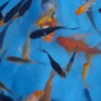 ماهیکوی۳۵|ماهی|مشهد, چهارچشمه|دیوار