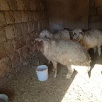 دو عدد شک ورن درجه یکی|حیوانات مزرعه|چرداول, |دیوار