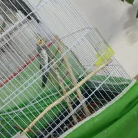 جوجه عروس هلندی
