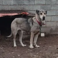 واگزاری‌ ماده‌ سرابی‌