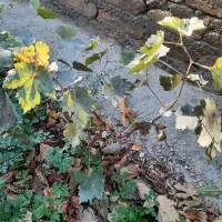 نهال بادام ،انگور،هیوا،سیب|گل و گیاه طبیعی|خسروشاه, |دیوار