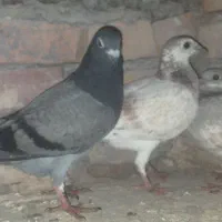 پلاکی|پرنده|بستان آباد, |دیوار