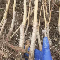 بادام گردو وسایر ارقام نهال|خدمات باغبانی و درختکاری|میانه, |دیوار