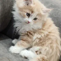 پرشین های زیبا