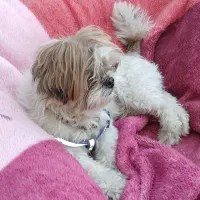 سگ پاکوتا نژاد شیتزو