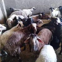 گوسفند زنده و گوشت کهره بره و خرده ای فقط جمعه ها|حیوانات مزرعه|کرمان, |دیوار