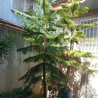 درخت کاج مطبق