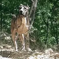 توله نر خراسانی|سگ|جوین, |دیوار