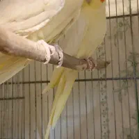 مولد تضمینی به شرط فقط 2500|پرنده|سامان, |دیوار