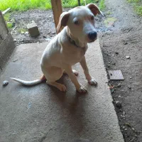 توله سگ|سگ|رودسر, |دیوار