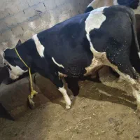 دو عدد گوساله سیمنتال نر|حیوانات مزرعه|نظر کهریزی, |دیوار