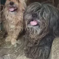 سلام این سه عدد سگ دزدیده شده