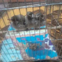 قناری،اهلی،