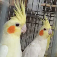 عروس مولد کار داده|پرنده|آران و بیدگل, |دیوار