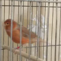 قناری دارچینی|پرنده|مبارکه, |دیوار