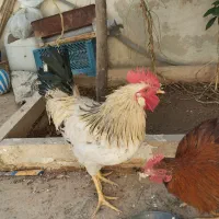 مرغ وخروس|حیوانات مزرعه|شیراز, کرونی(خاتونک)|دیوار