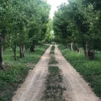 جابان دماوند۴۲۰مترشهرکی اب برق سند تک برگ (مالک)